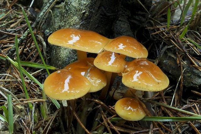 Hypholoma sublateritium